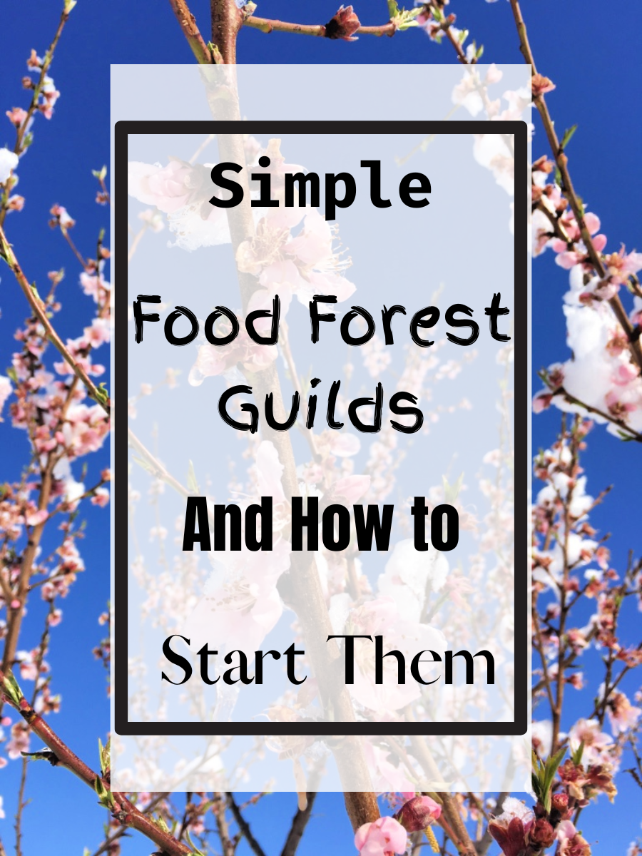 Simple Food Forest Guilds and How to Start Them