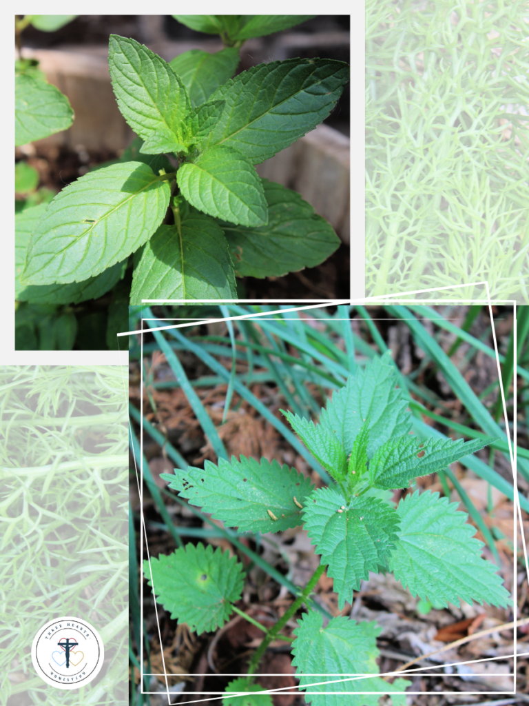 Picture of a peppermint sprig; picture of a stinging nettle sprig in a woodland area.