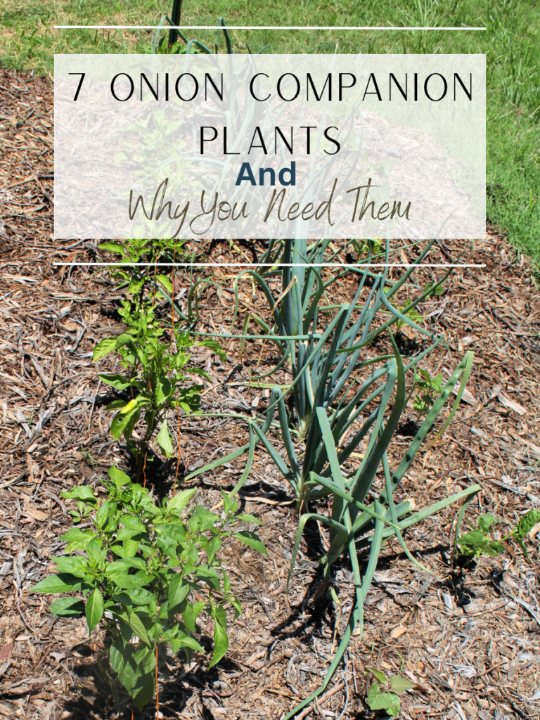 Picture of a row of onions and peppers in a companion planting arrangement. 