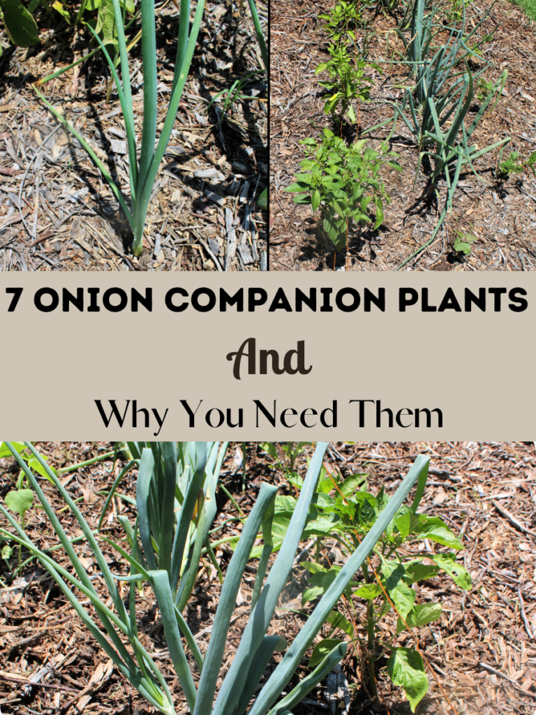 Pictures of a single onion in a mulch covered garden, a row of onions and peppers in a mulch covered garden from a distance, and a row of onions and peppers in a mulch covered garden up close.