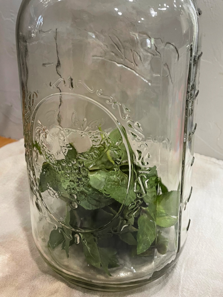 Peppermint leaves in an empty half gallon mason jar sitting on a white towel.