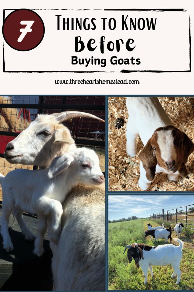 Picture of mother and baby goat standing side by side; picture of baby goat standing on a bed of wood shavings; picture of a goat herd grazing pasture; and the title of the post - things to know before buying goats.