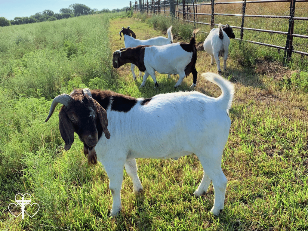Picture of goats on pasture.