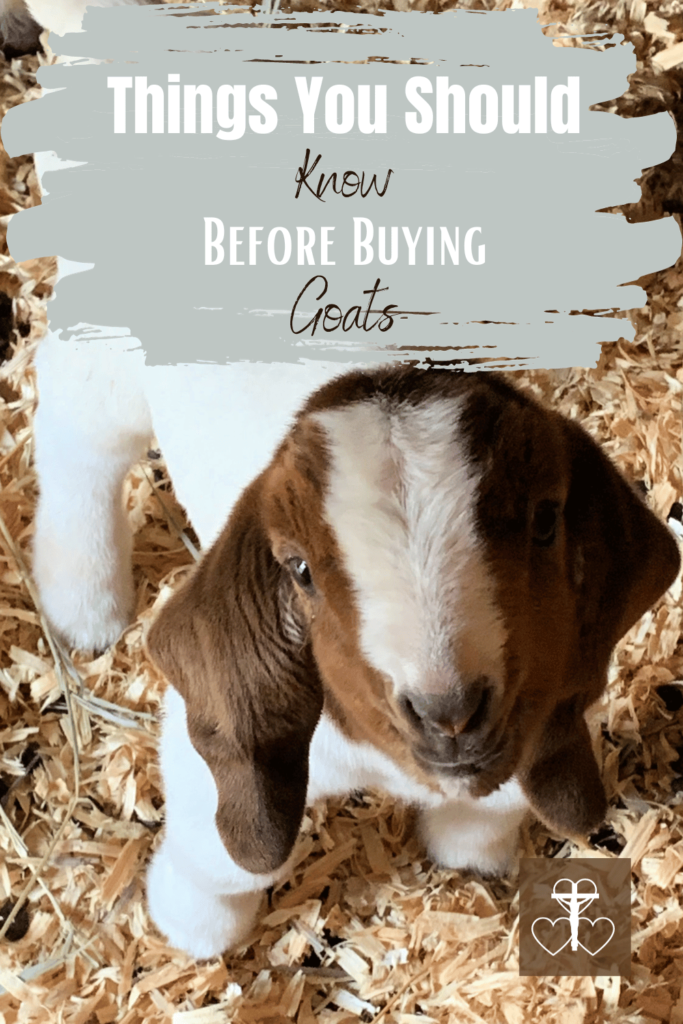 Picture of a baby goat looking at the camera with the post title - 7 Things to Know Before Buying Goats.