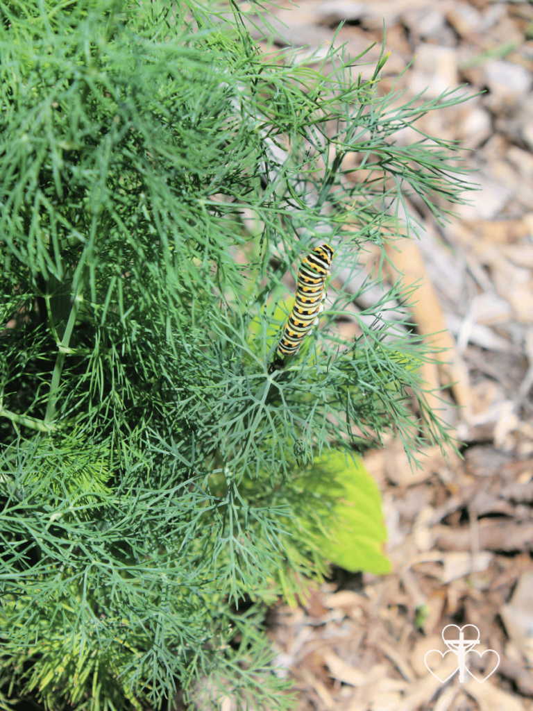 Picture of dill plant with caterpillar on it.
