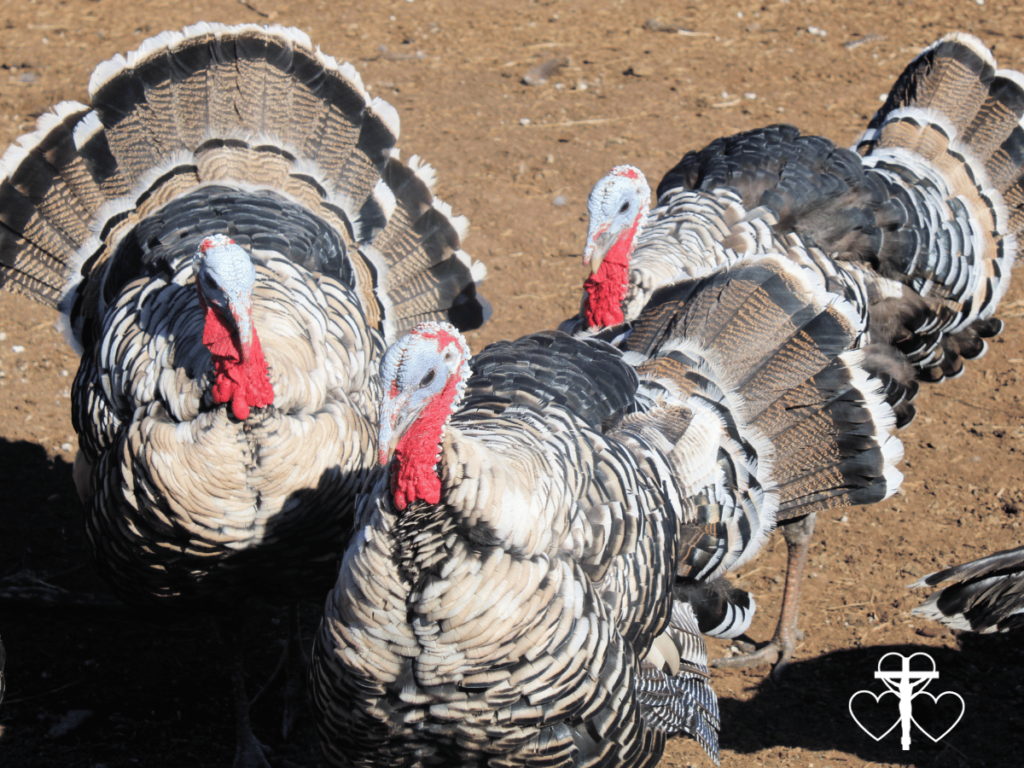 Picture of three turkeys with tail feathers fanned out.