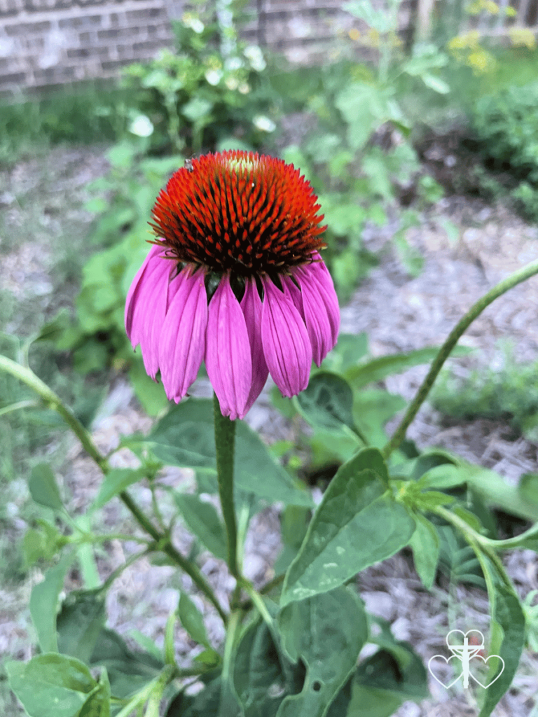 Picture of an echinacea blossom.