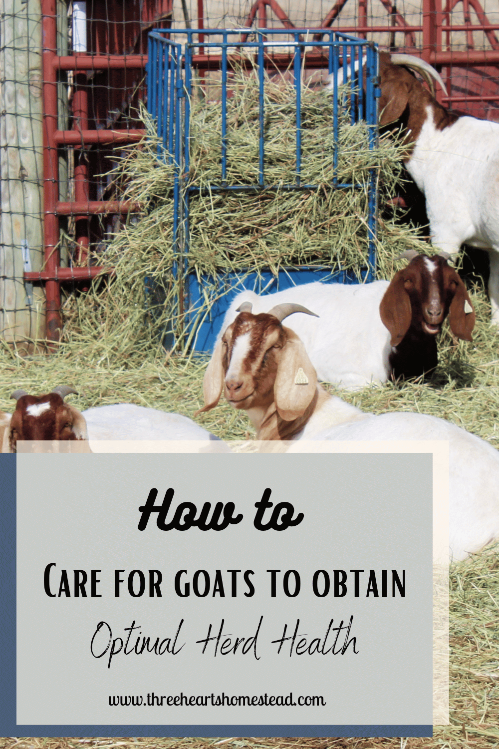 How to Care for Goats to Obtain Optimal Herd Health