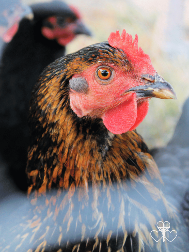 Picture of black and copper hen looking at camera.