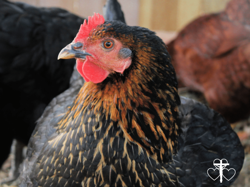 Picture of brown/black hen looking at camera.