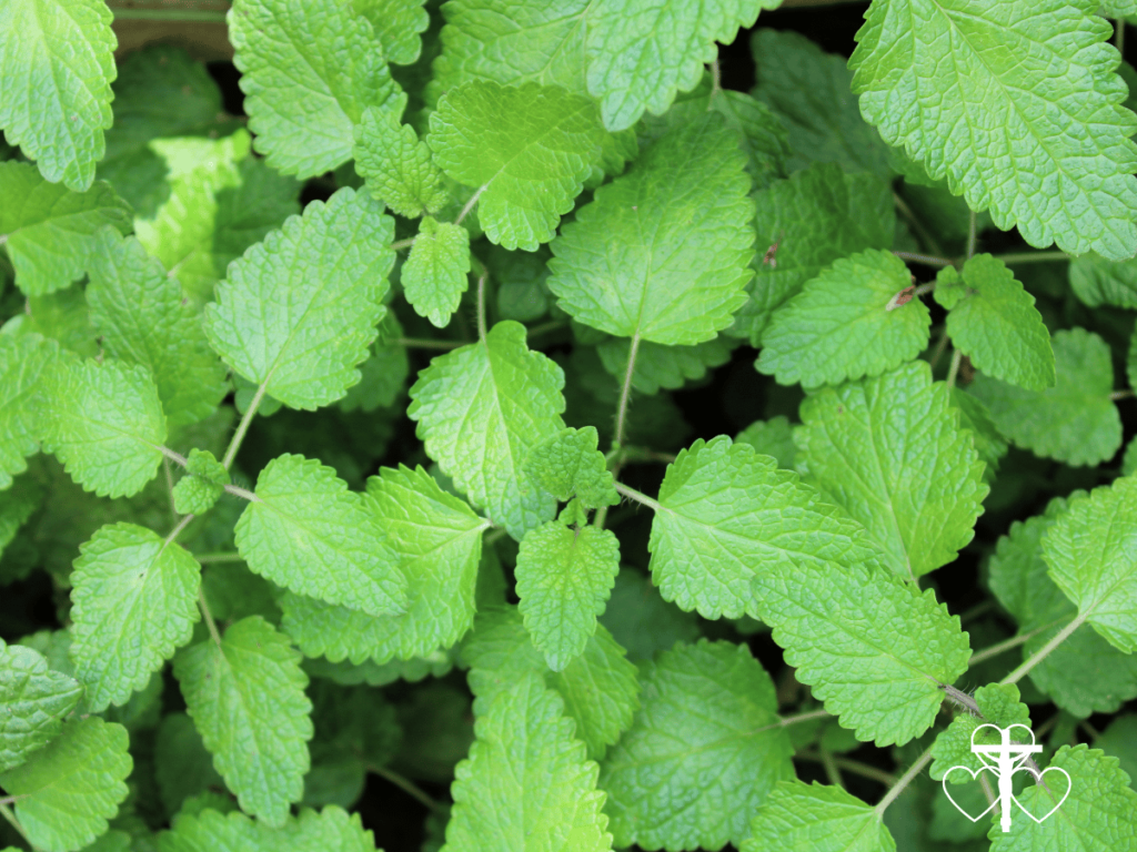 Picture of a stand of young lemon balm.