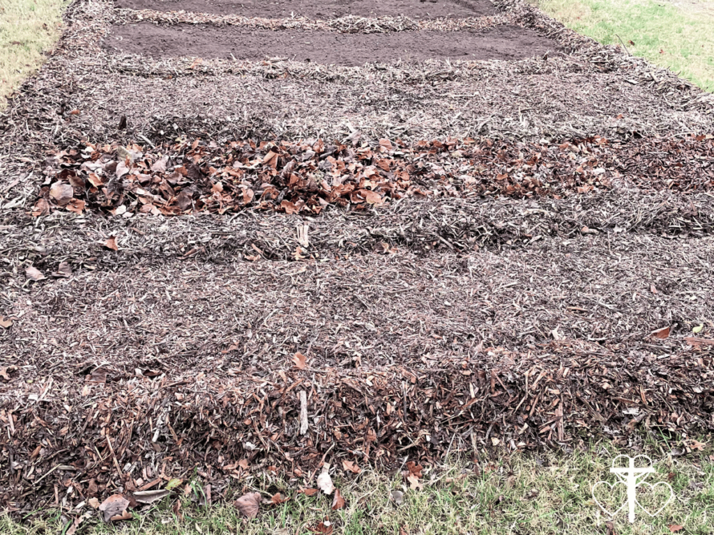 Picture of garden bed rows covered in mulch.
