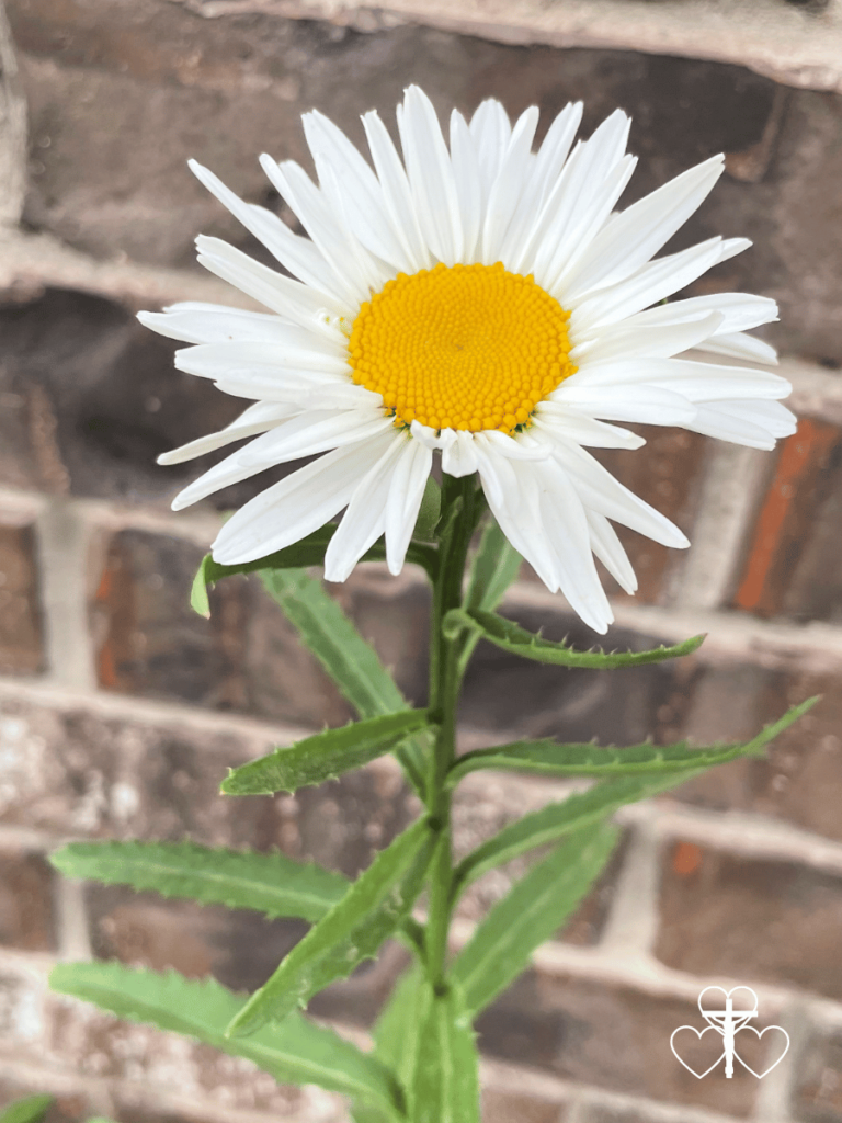 Picture of a daisy in full bloom with a brick wall behind it.
