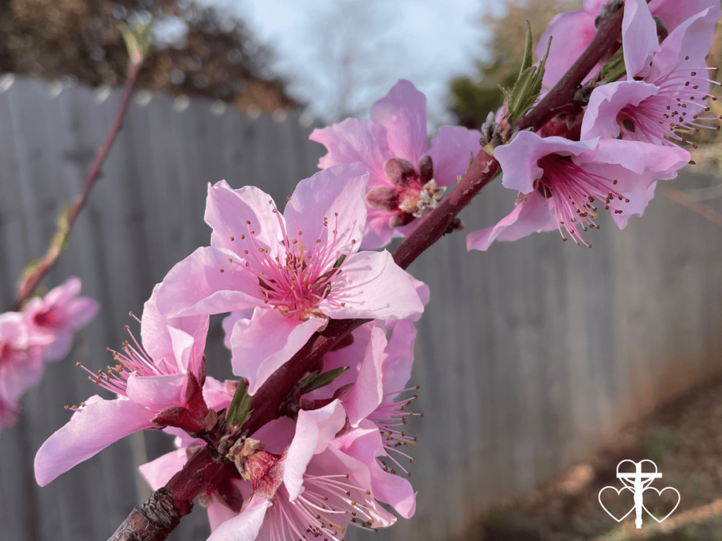 Picture of a peach tree branch in full bloom. 